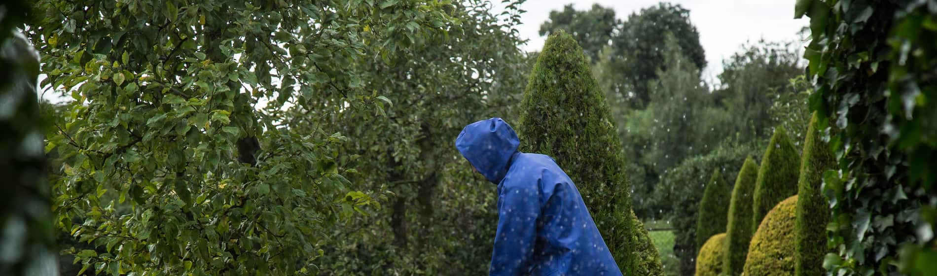 A gardener working between hedges on a wet morning
